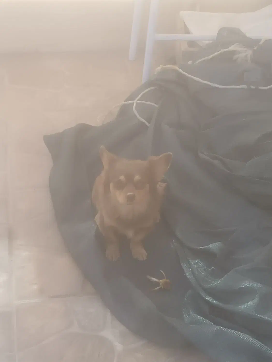 واگذاری سگ شناسنامه دار|سگ|سیرجان, |دیوار