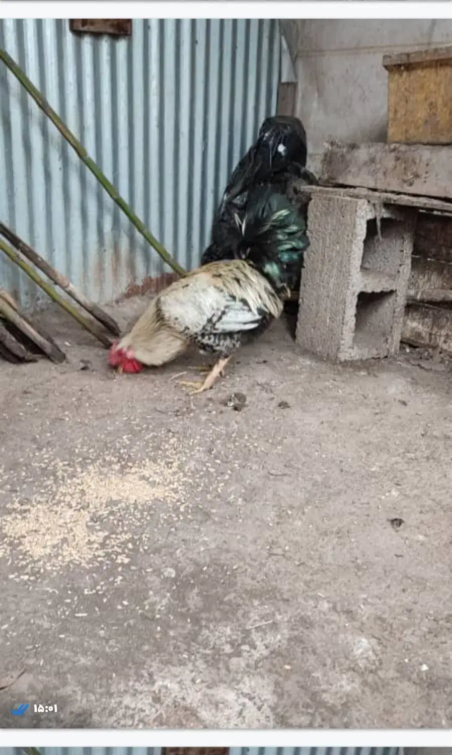 خروس جوان|حیوانات مزرعه|رشت, شهرک صبا|دیوار