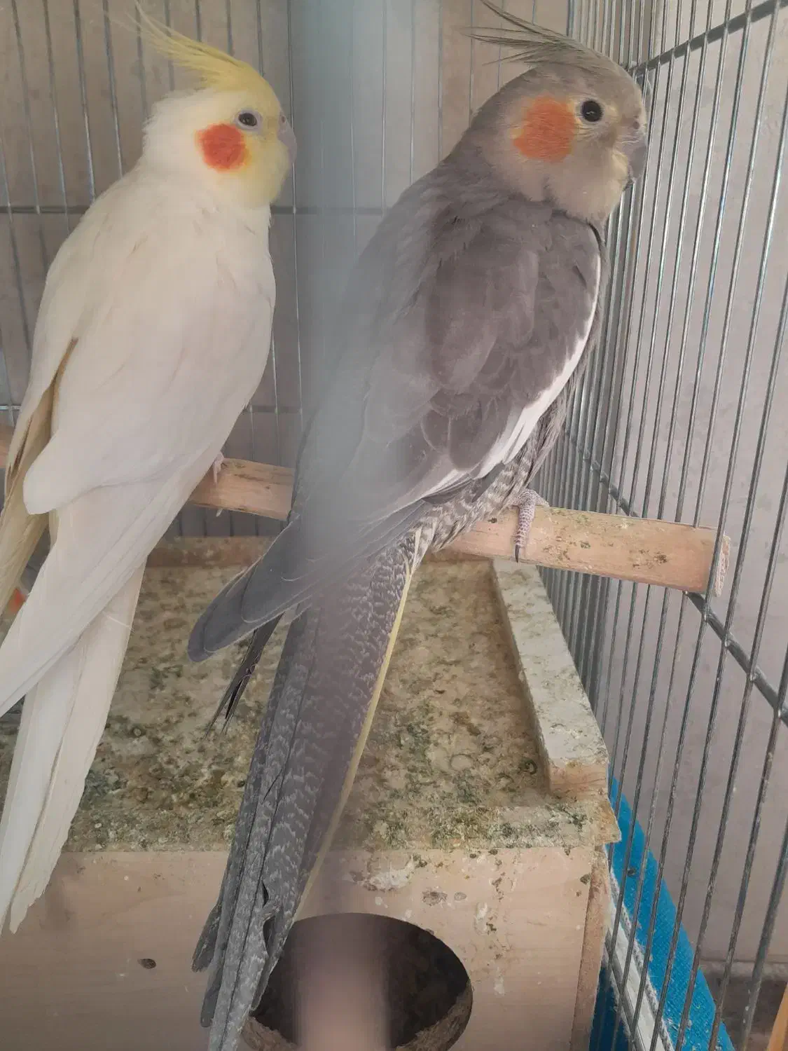 عروس هلندی با یک جوجه|پرنده|ابریشم, |دیوار