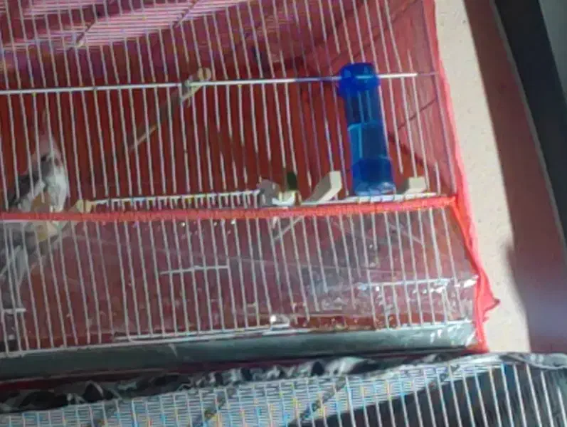 راهنمایی عروس هلندی|پرنده|نیشابور, هفده شهریور|دیوار