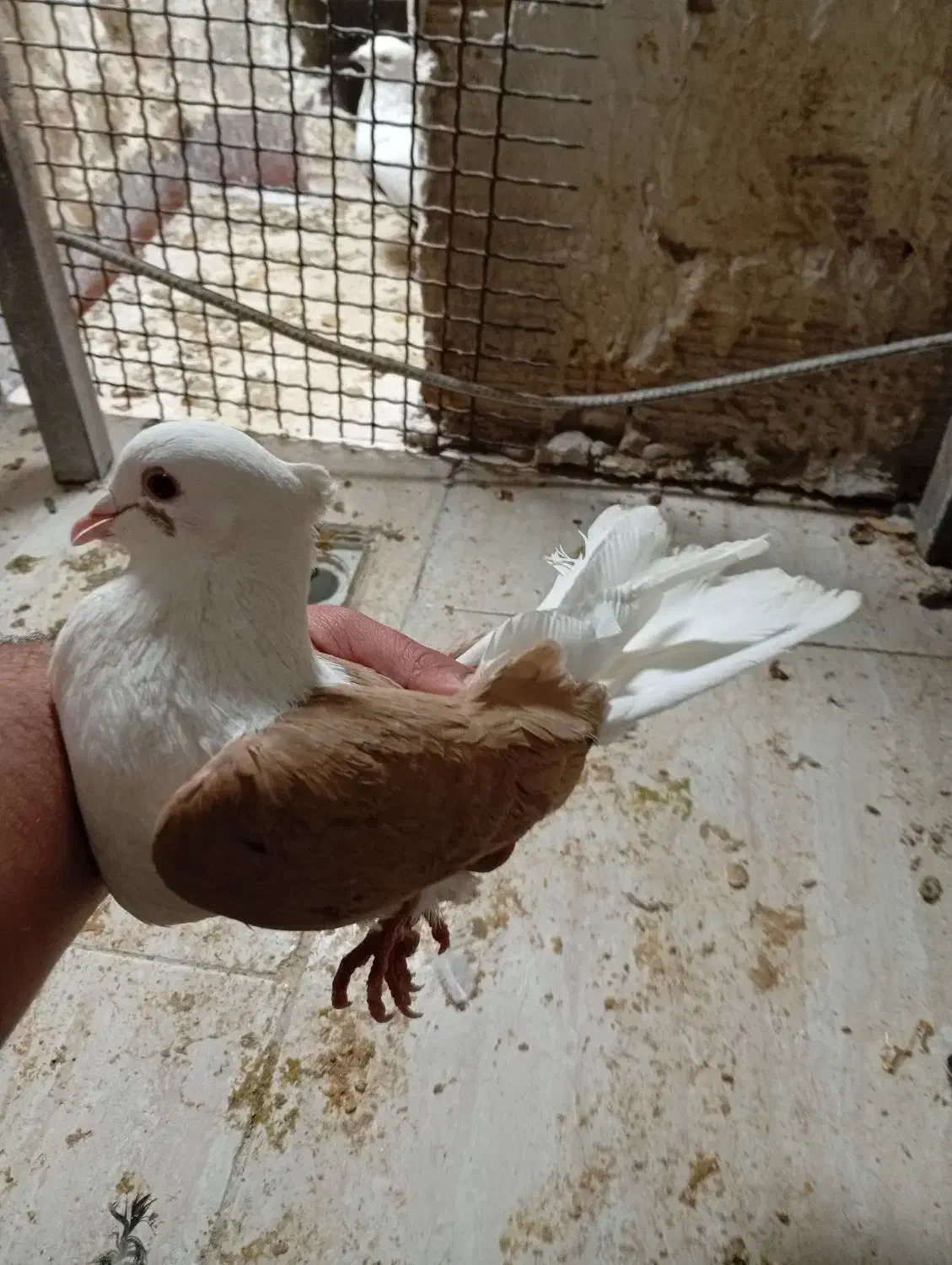 پرنده|پرنده|خرمآباد, |دیوار