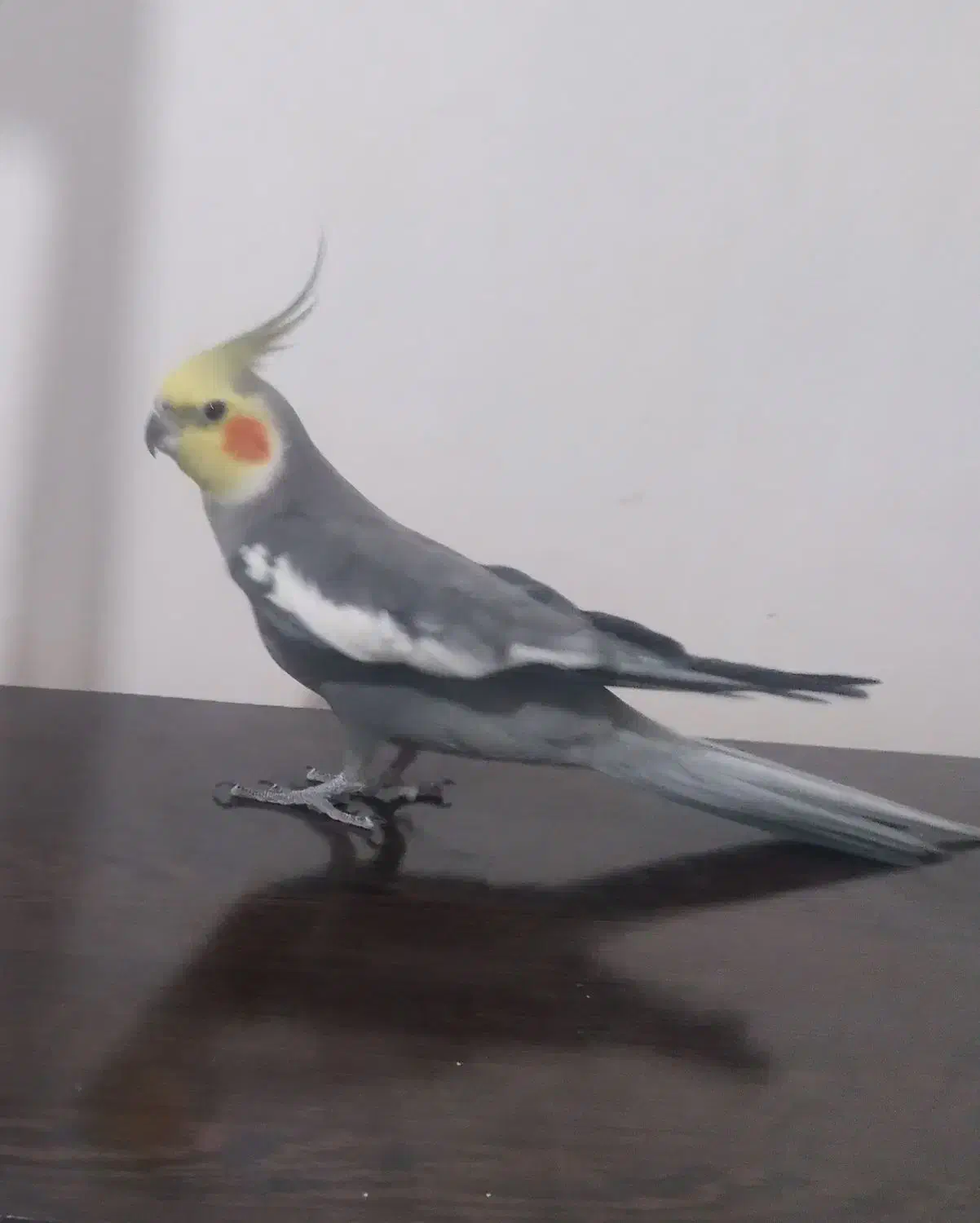 عروس هلندی نر کشیده|حیوانات|خرم‌آباد, |دیوار