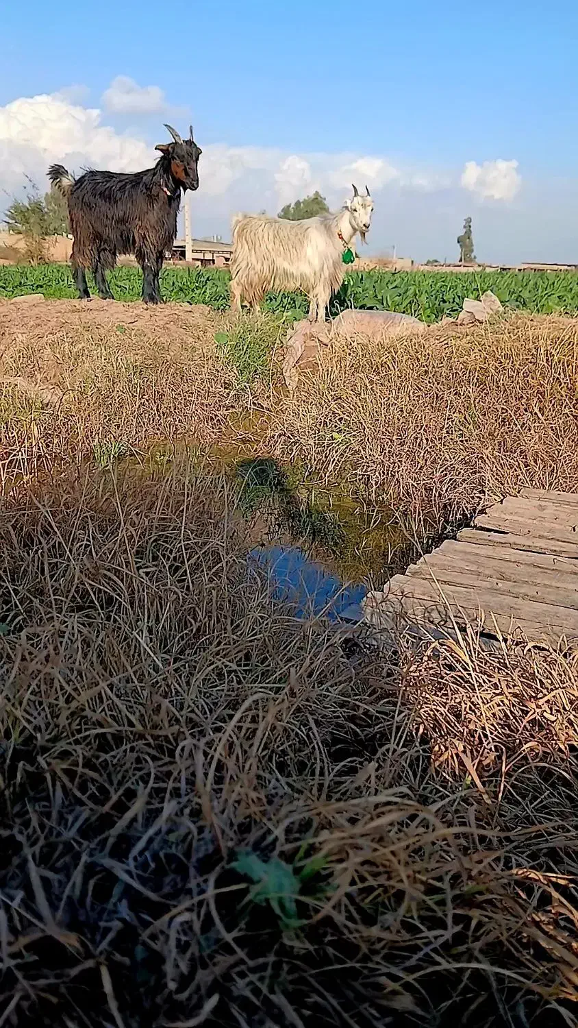 بیگ بزغاله|حیوانات مزرعه|دزفول, |دیوار