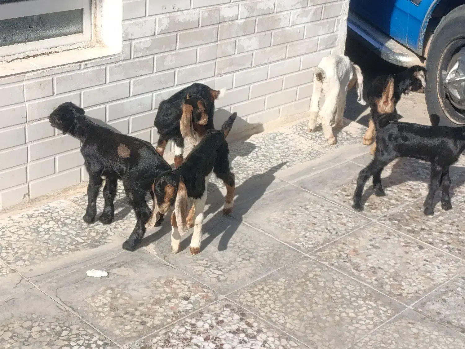 کهره شیری و بره شیری همه نژاد|حیوانات مزرعه|شیراز, بید زرد|دیوار