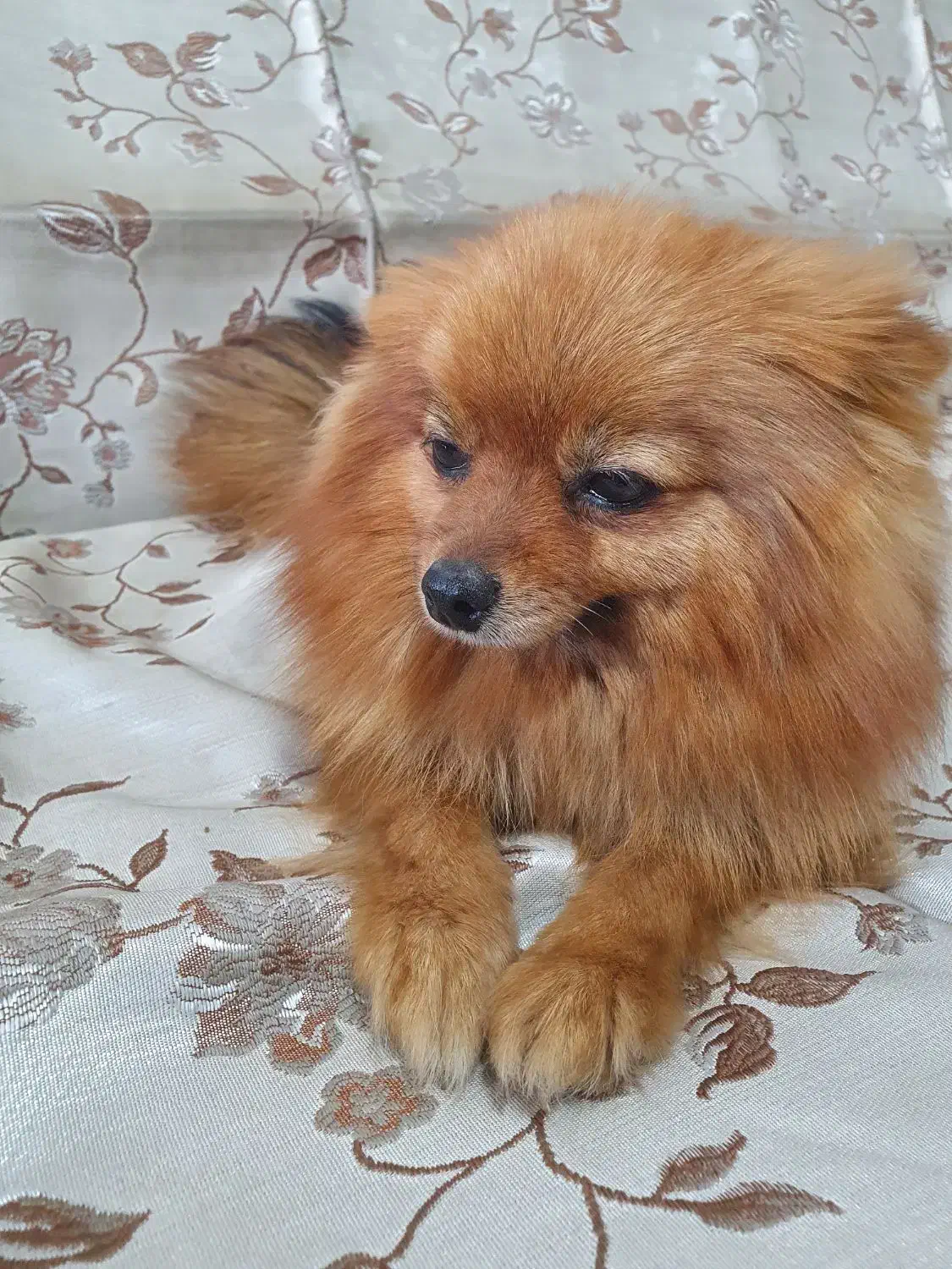 سگ پامر خرسی|سگ|سنندج, |دیوار