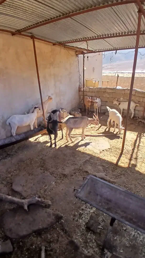 بز سانن وآلپاین|حیوانات مزرعه|هندمینی, |دیوار