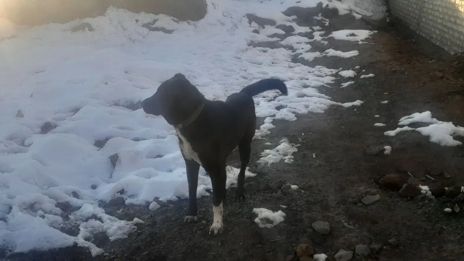 سگ گله|سگ|صالح آباد (خراسان), |دیوار