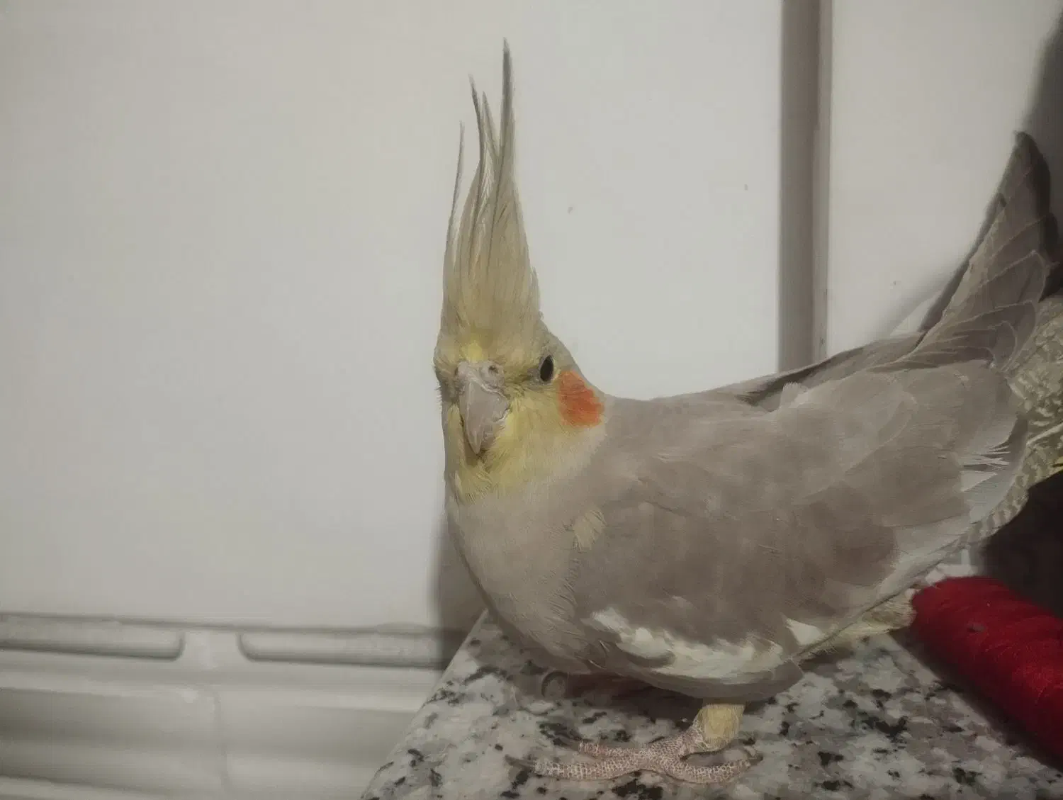 عروس هلندی ماده|پرنده|شریفآباد, |دیوار