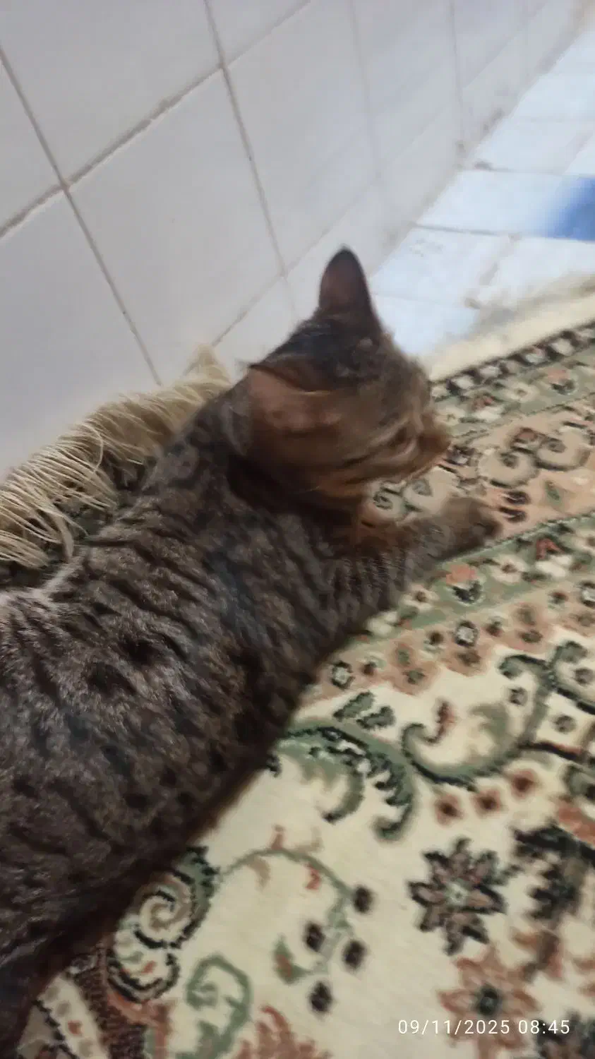 گربه ملوس|گربه|اسلامشهر, مطهری|دیوار