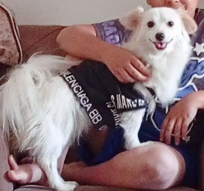 سگ پا کوتاه|سگ|مهدی شهر, |دیوار