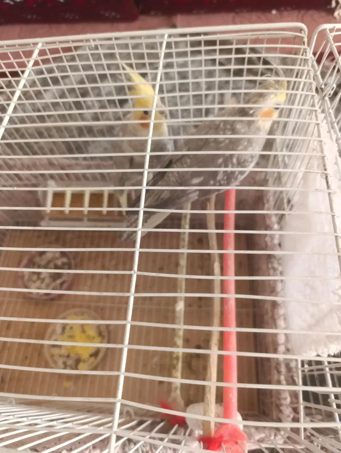 عروس هلندی جفت|پرنده|سبزوار, چهارراه فرودگاه|دیوار