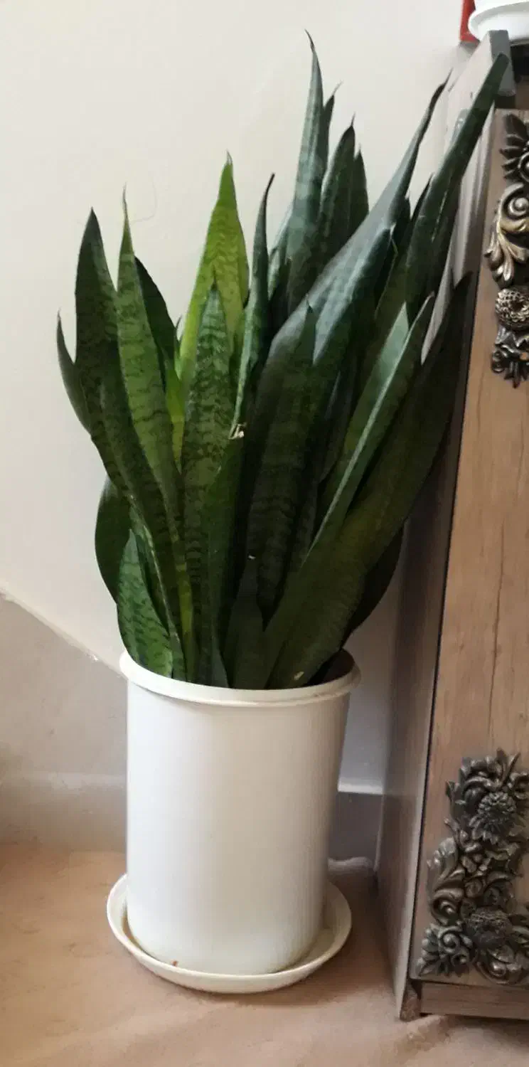 گل سانسوریا|گل و گیاه طبیعی|کرمانشاه, |دیوار