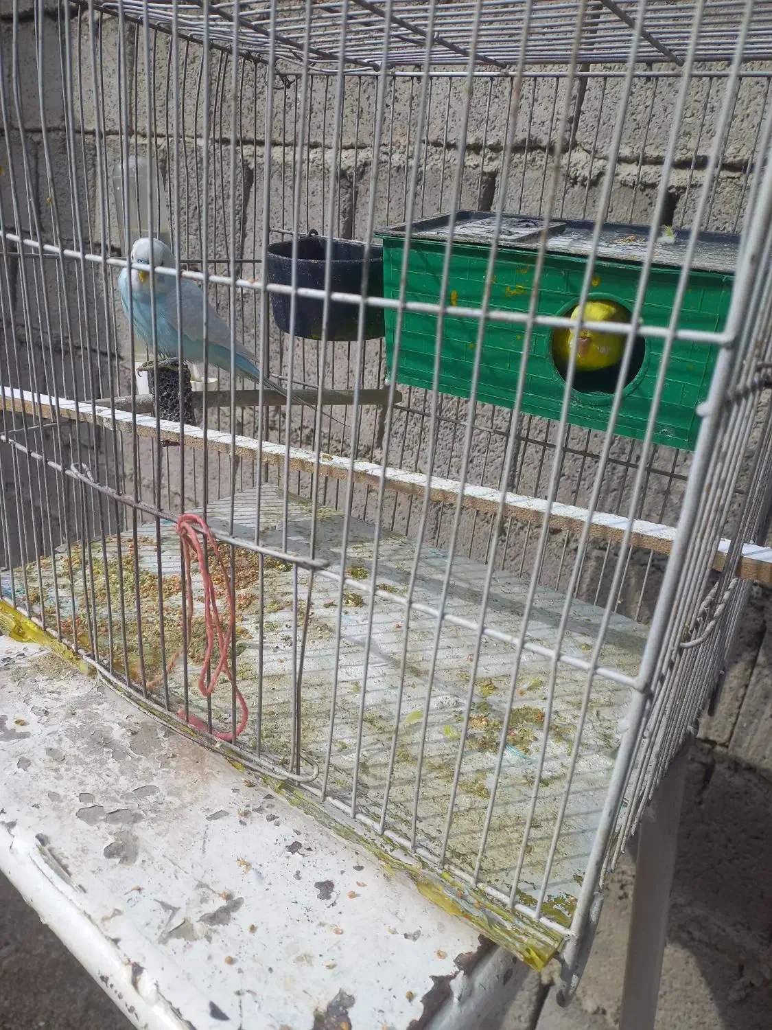 یک جفت مرغ عشق باقفس ووسایل|پرنده|دیواندره, |دیوار