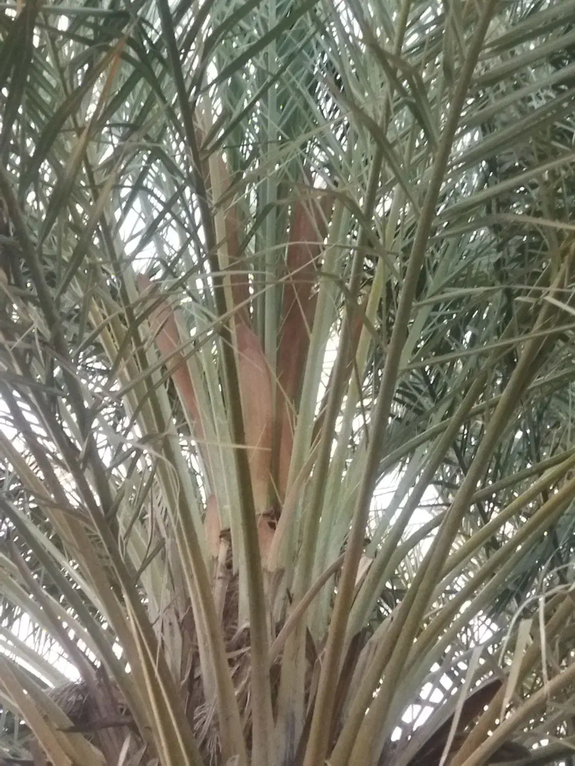 نرخرما|خدمات باغبانی و درختکاری|جیرفت, |دیوار