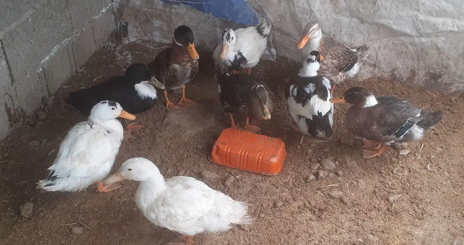 اردک پکنی سالم و معاوضه|حیوانات مزرعه|ماکلوان, |دیوار