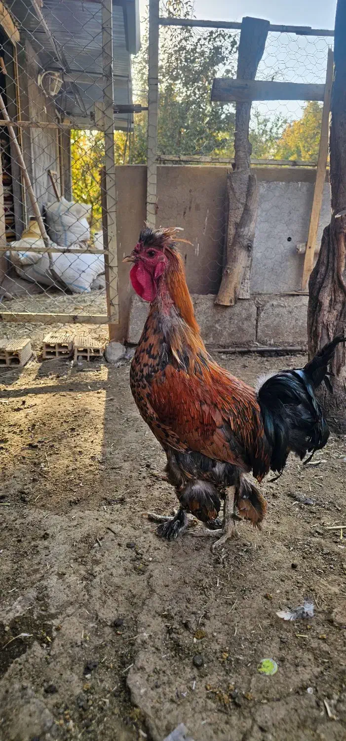 خروس نژاد زینتی|حیوانات مزرعه|سامان, |دیوار