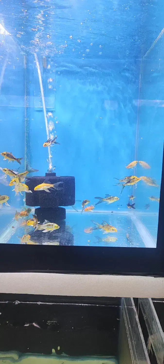 گالری آکواریوم مومنی ردتیل|ماهی|نیشابور, امام|دیوار