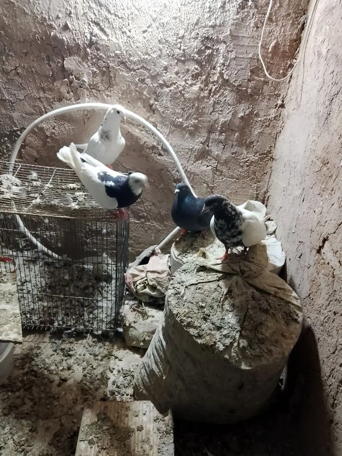 کبوتر|پرنده|نیشابور, فضل|دیوار