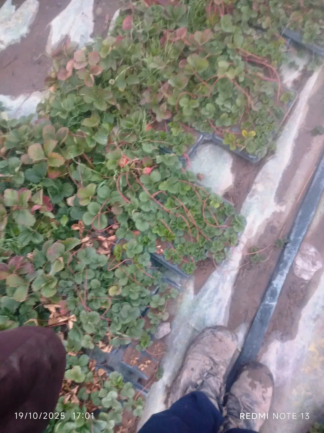 فروش نهال توت فرنگی|خدمات باغبانی و درختکاری|جیرفت, |دیوار