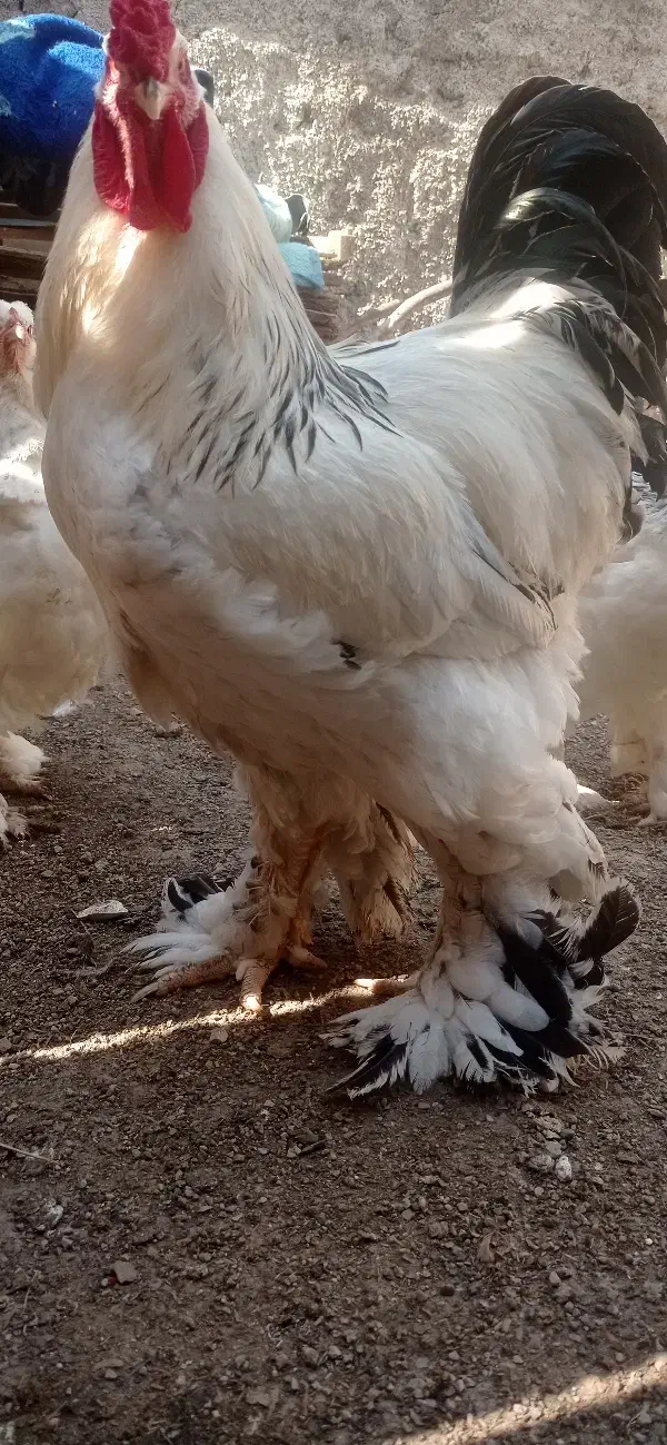 مرغ وخروس برهما و جوجه برهما|حیوانات مزرعه|آزادشهر, |دیوار