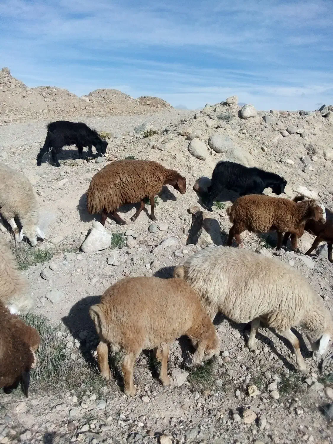 کیلو 300000تومان|حیوانات مزرعه|سرعین, |دیوار