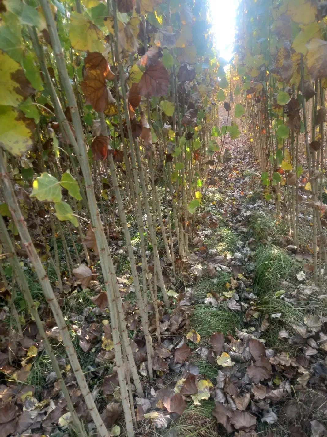 صنوبر نیقرا|خدمات پیشه و مهارت|کشاورز, |دیوار