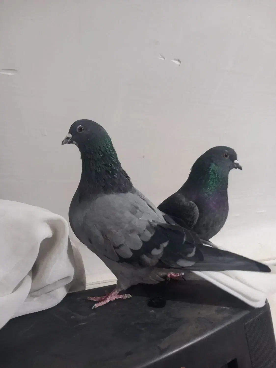 سبز دم سفید|پرنده|ملایر, |دیوار