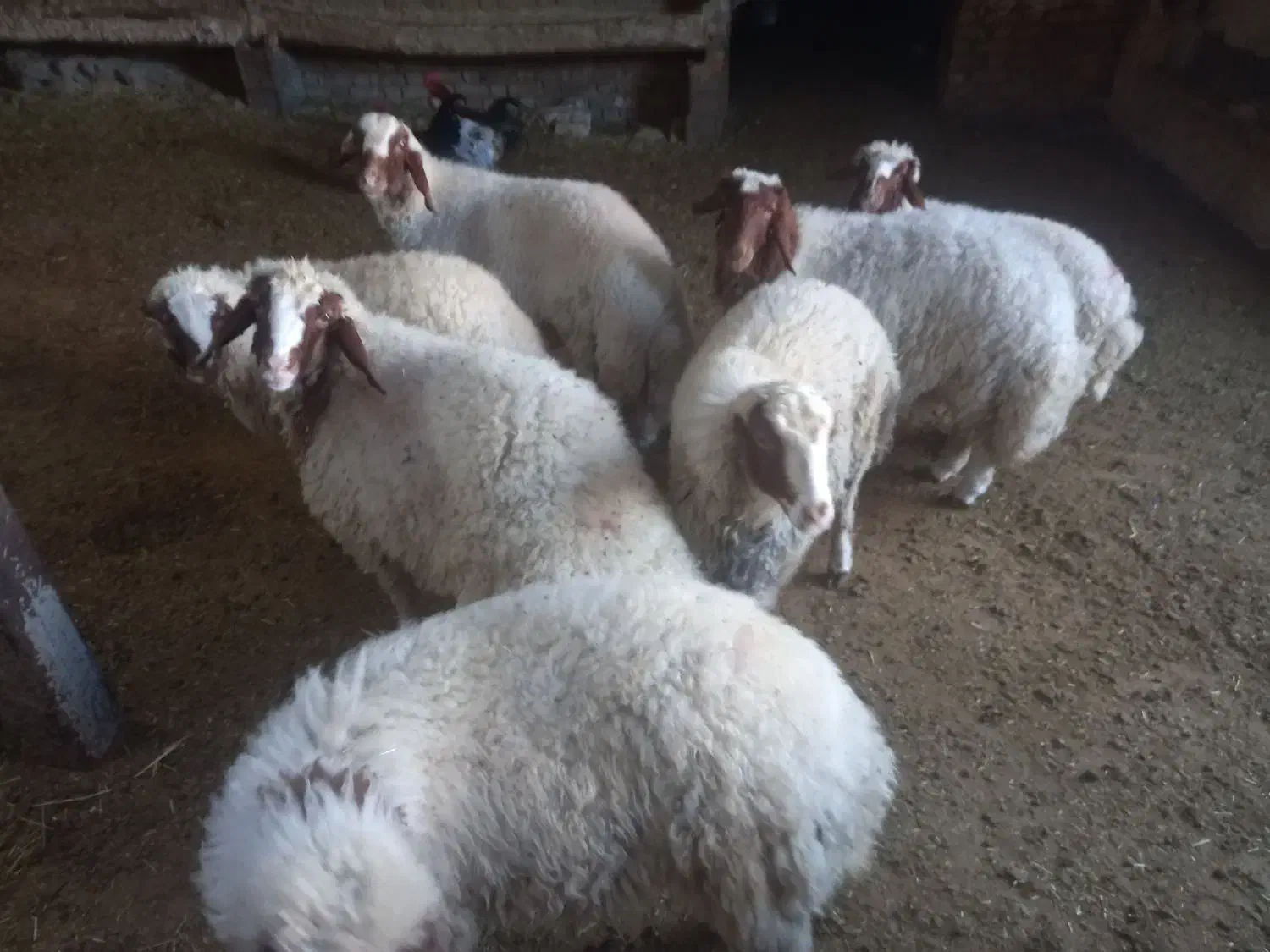 بره گوسفند|حیوانات مزرعه|گهواره, |دیوار