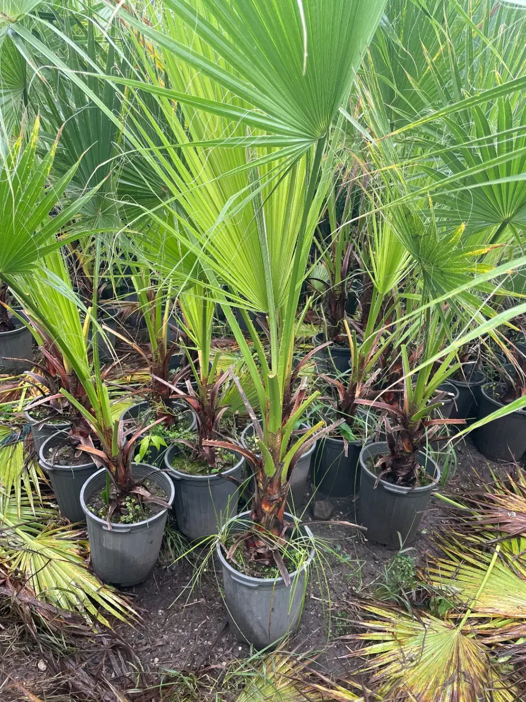 ‌پالم واشنگتن ( حراج)|خدمات باغبانی و درختکاری|سلمان‌شهر, |دیوار