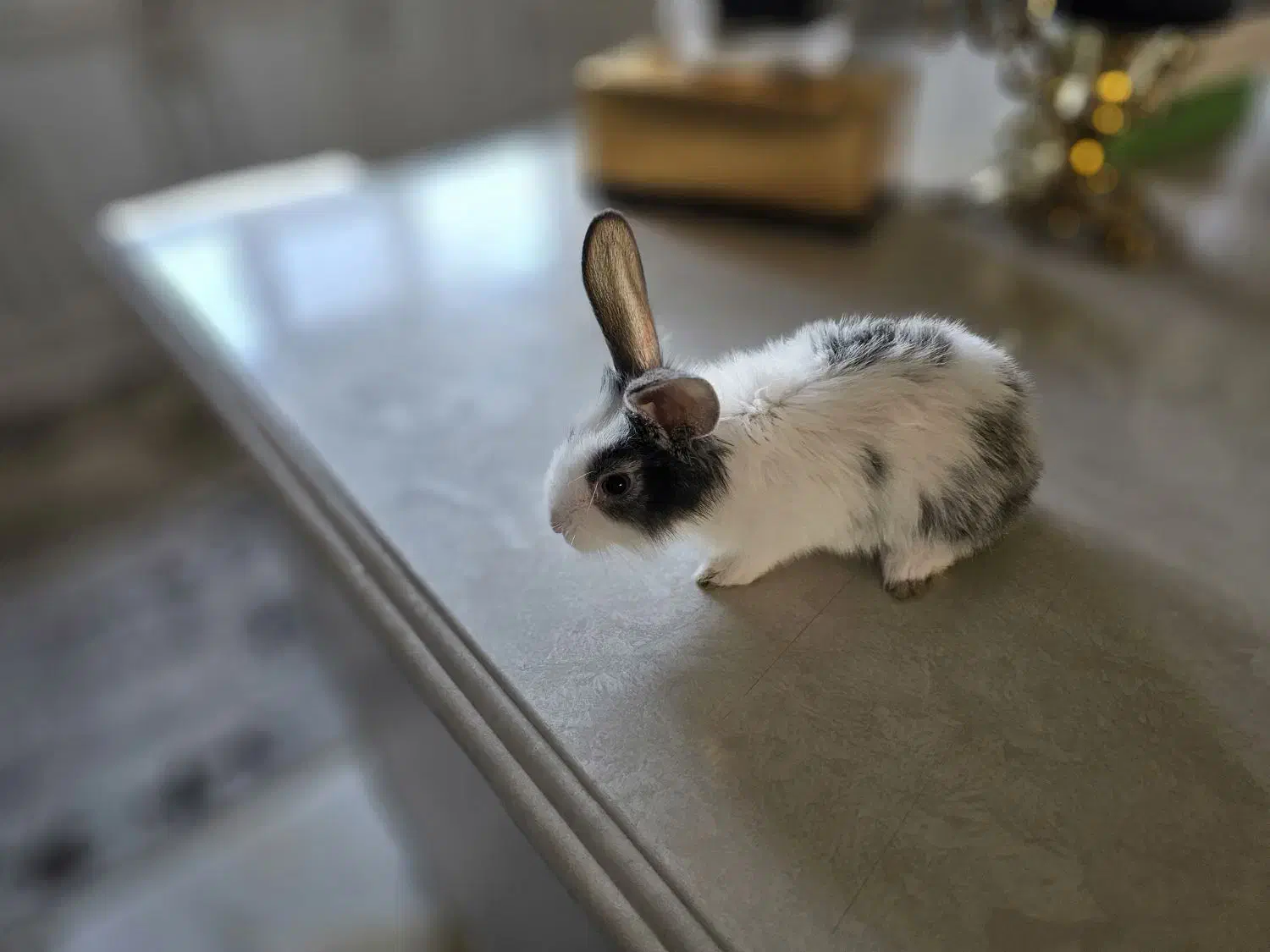 خرگوش کوچولو مینیاتوری|موش و خرگوش|تبریز, |دیوار