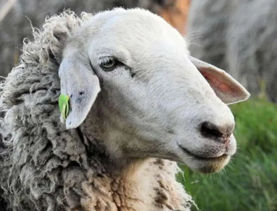 گوسفند زنده نرینه شیشلیک کارم میش ماده جوان|حیوانات مزرعه|مشهد, ولیعصر (شهرک غرب)|دیوار