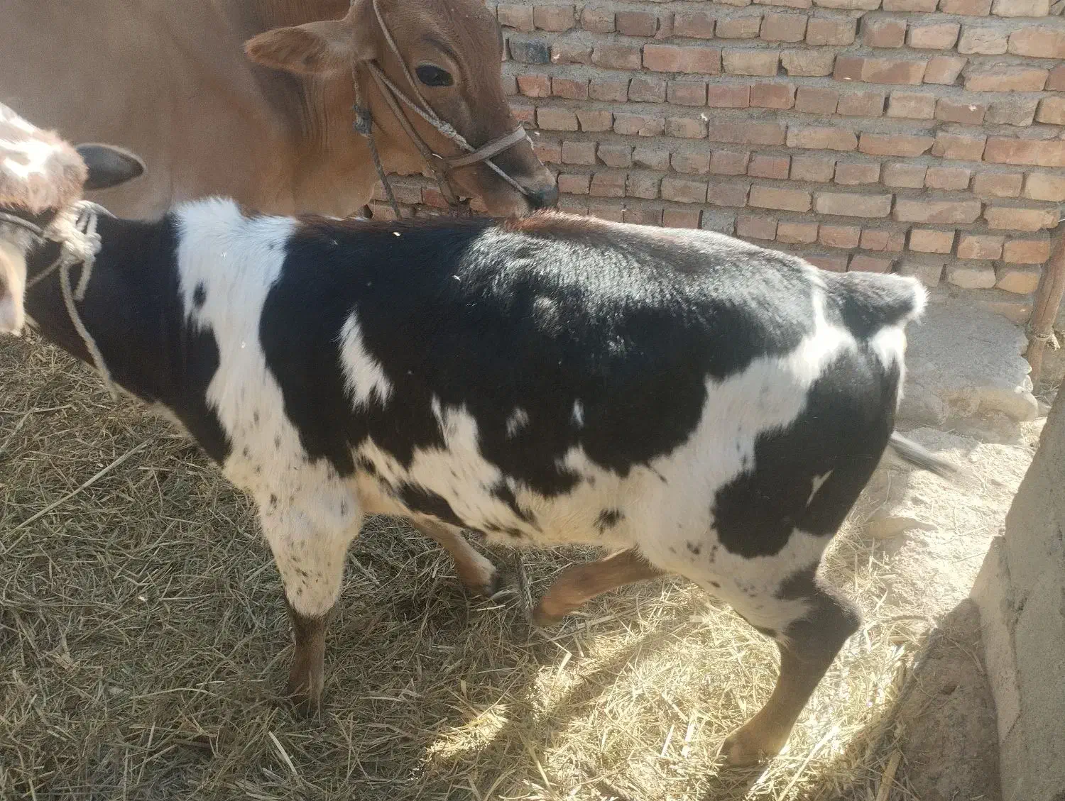 گاو ماده با گوساله|حیوانات مزرعه|دامن, |دیوار