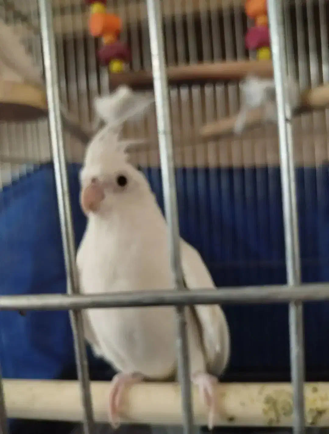 عروس هلندی آلبینو|پرنده|سرپل ذهاب, |دیوار