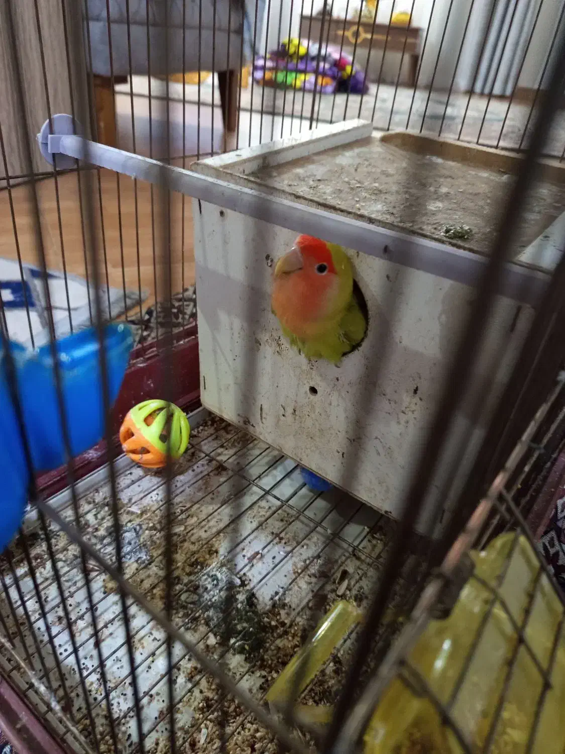 طوطی برزیلی|پرنده|رشت, کوی مهر|دیوار