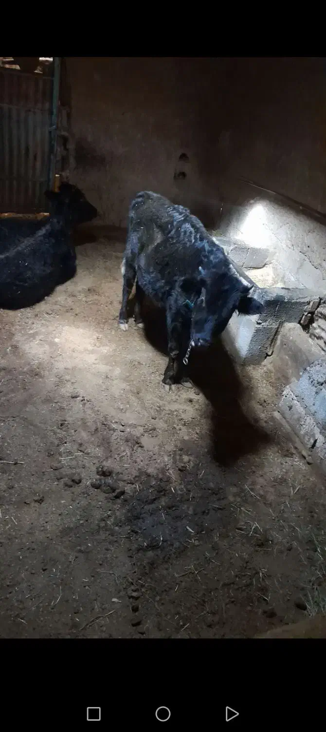 گوساله|حیوانات مزرعه|صوفیان, |دیوار