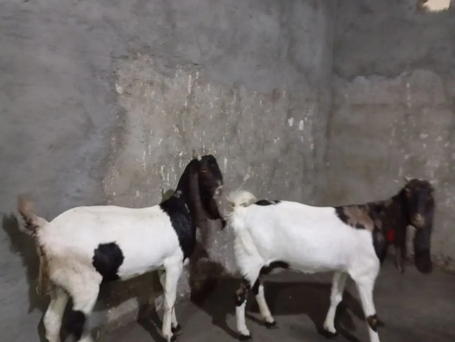 ۲ بز گلابی وکاموری اصل|حیوانات مزرعه|بروجرد, |دیوار