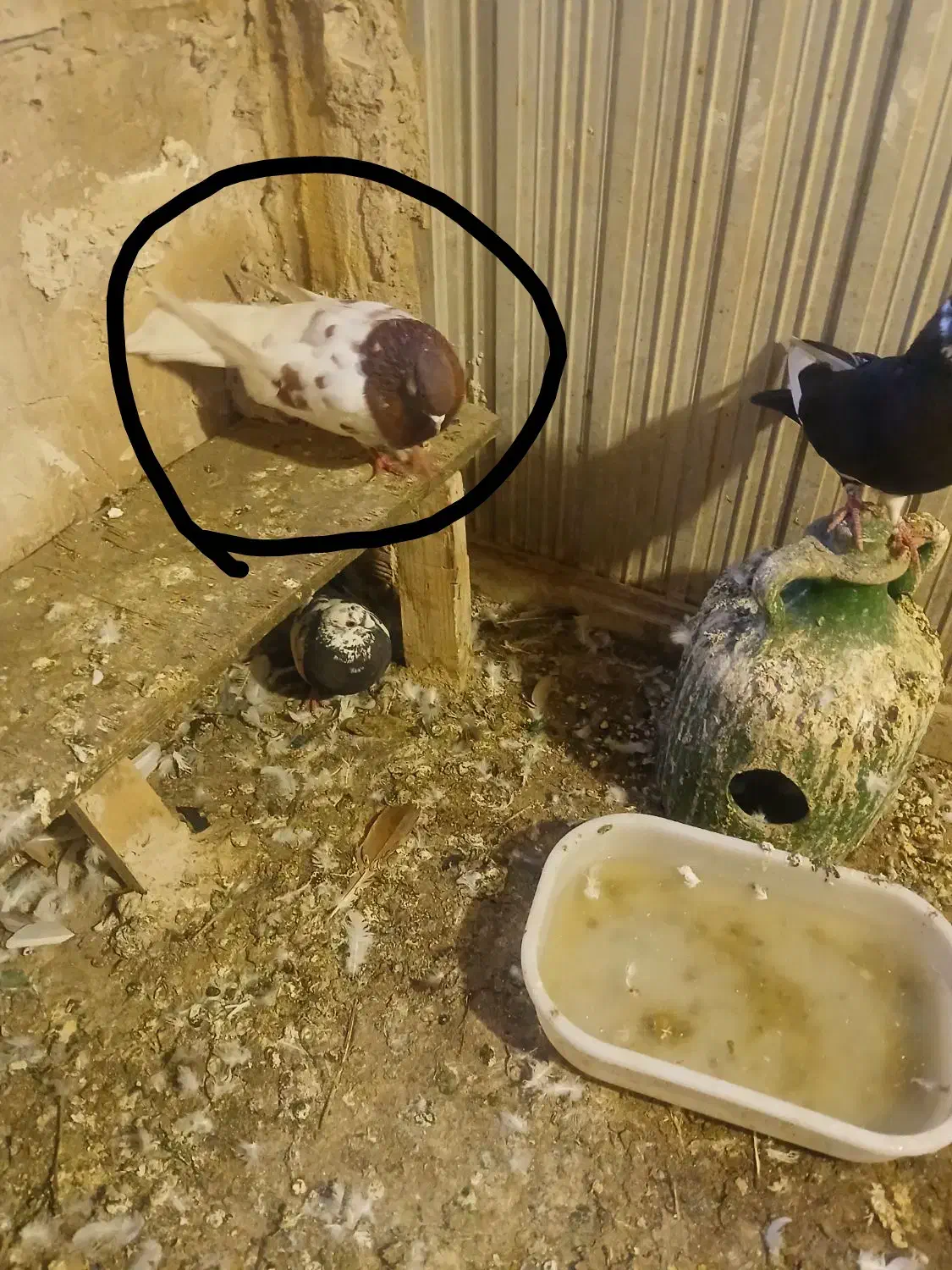 کبوتر|پرنده|تبریز, |دیوار