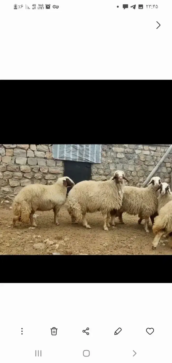 قوچ اصیل|حیوانات مزرعه|ایلام, |دیوار