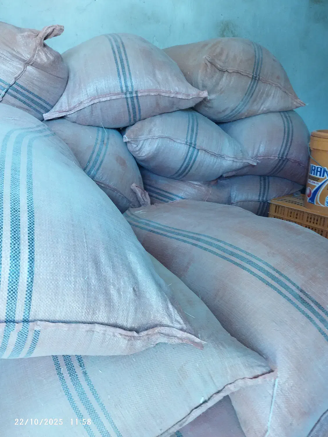 یونجه|خدمات باغبانی و درختکاری|برازجان, |دیوار