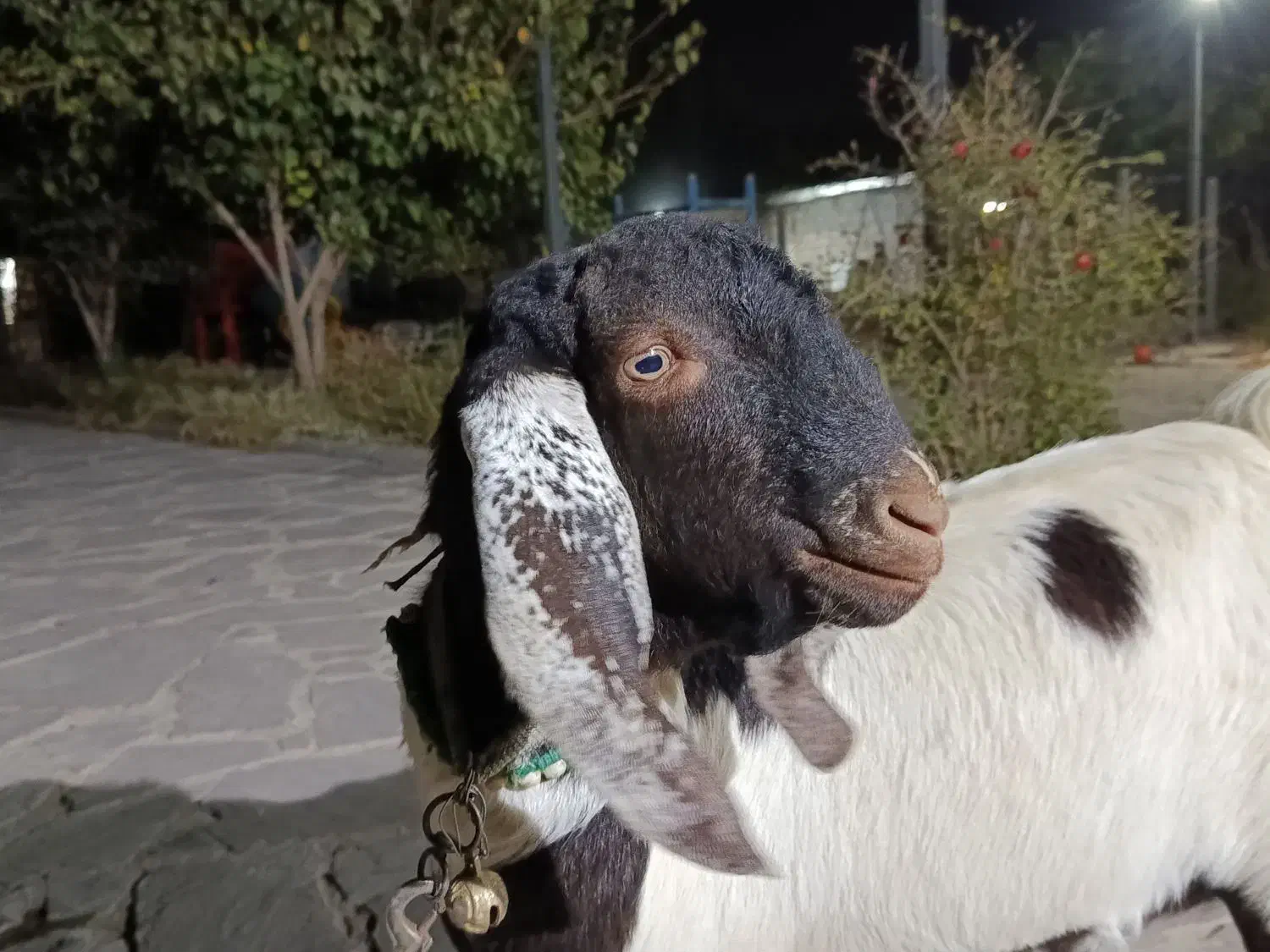 نر بز پاکستانی دوقلو زا|حیوانات مزرعه|پاکدشت, پاکدشت (مامازند)|دیوار