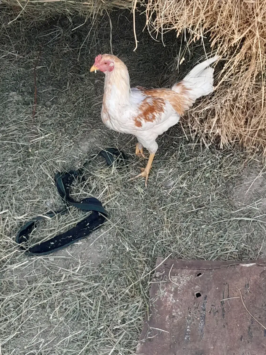 خروس‌‌‌‌|حیوانات مزرعه|میانه, |دیوار