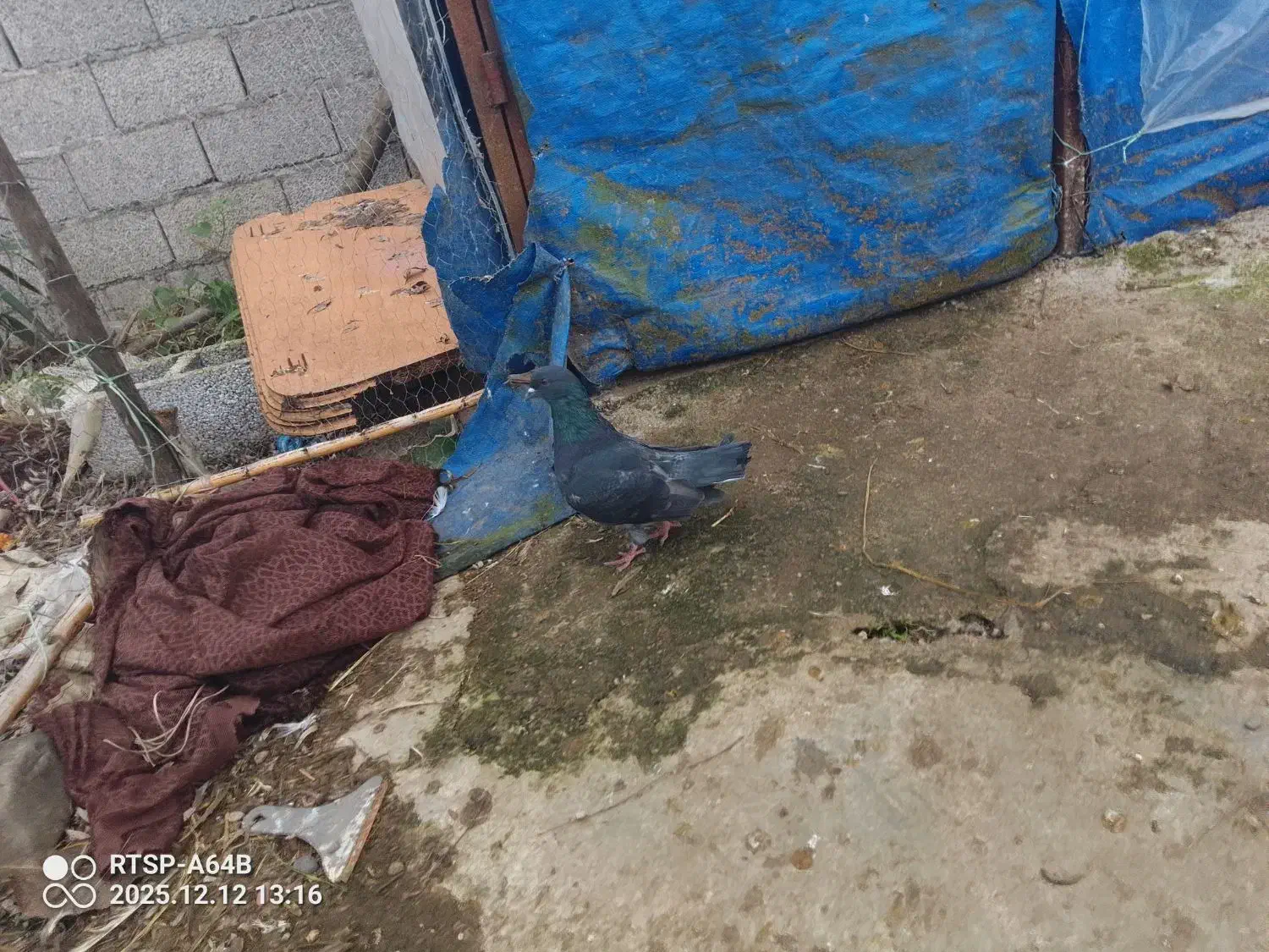 کبوتر|پرنده|شفت, |دیوار