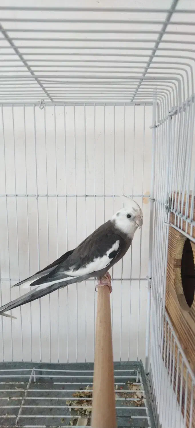 عروس هلندی نر|پرنده|لامرد, |دیوار