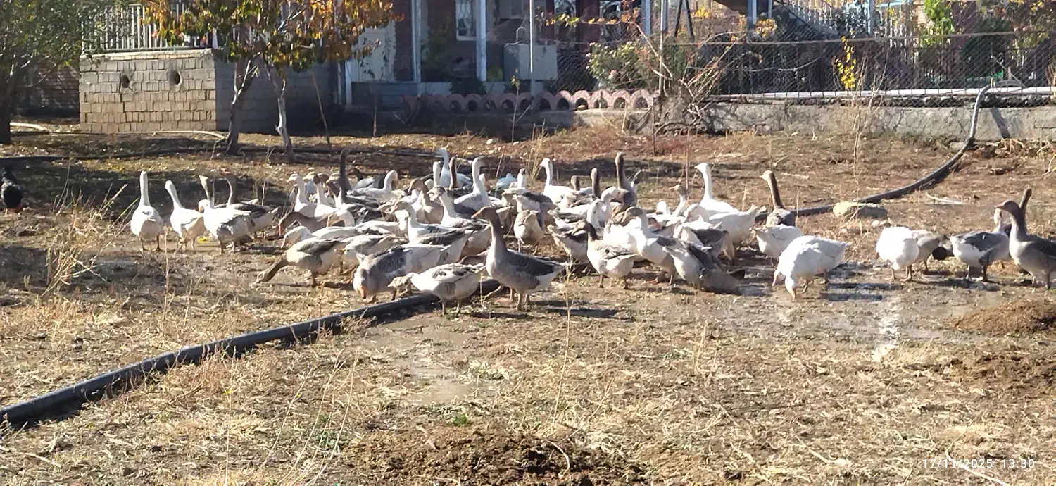 قازی خومالی  جوان|حیوانات مزرعه|پیرانشهر, |دیوار