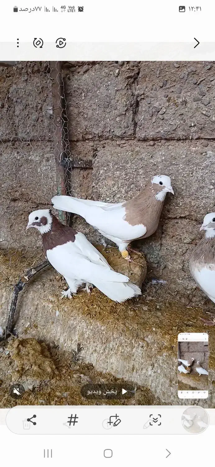پرنده|پرنده|شیراز, داریون|دیوار