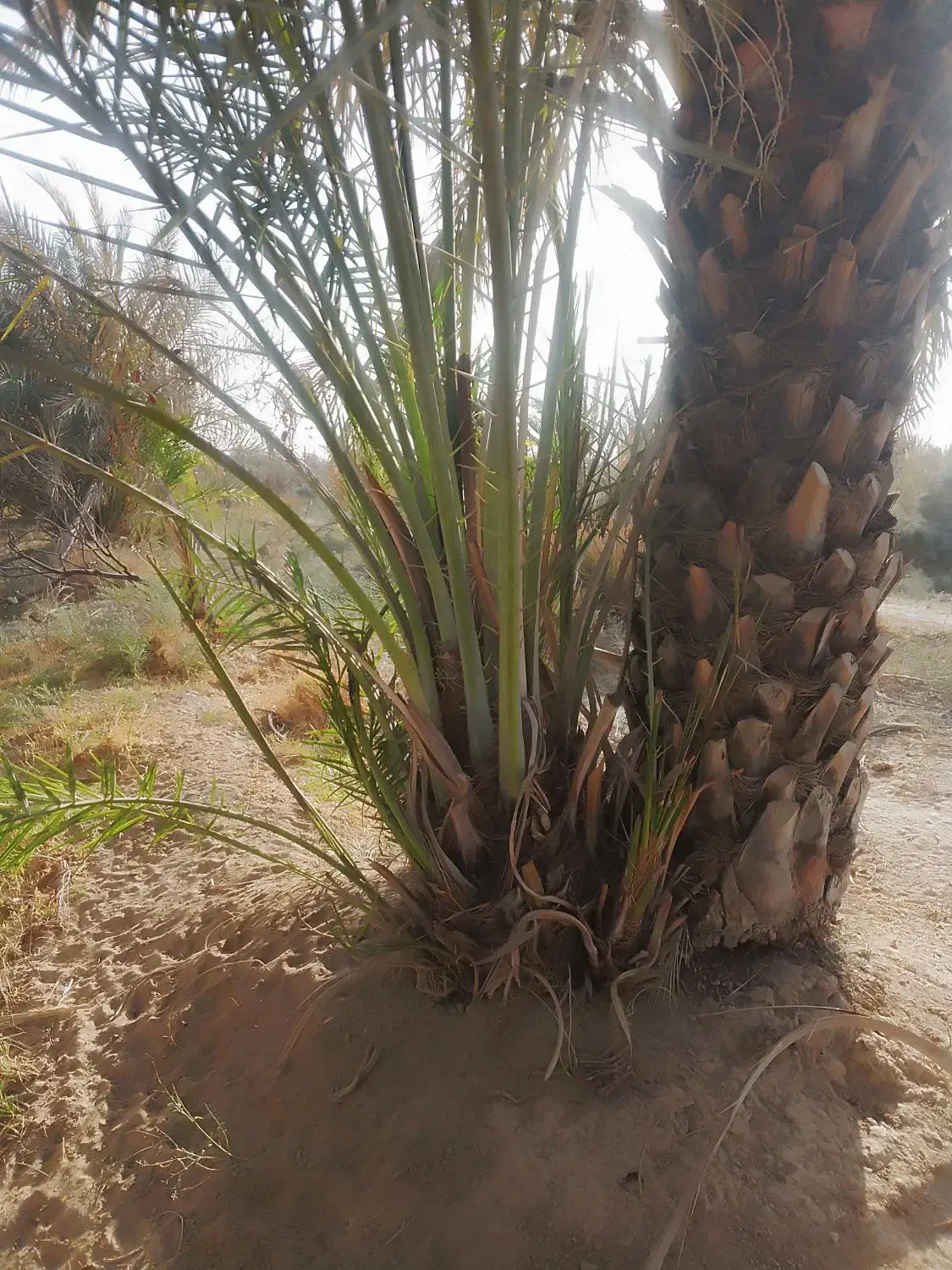 پاجوش نخل|گل و گیاه طبیعی|شادگان, |دیوار