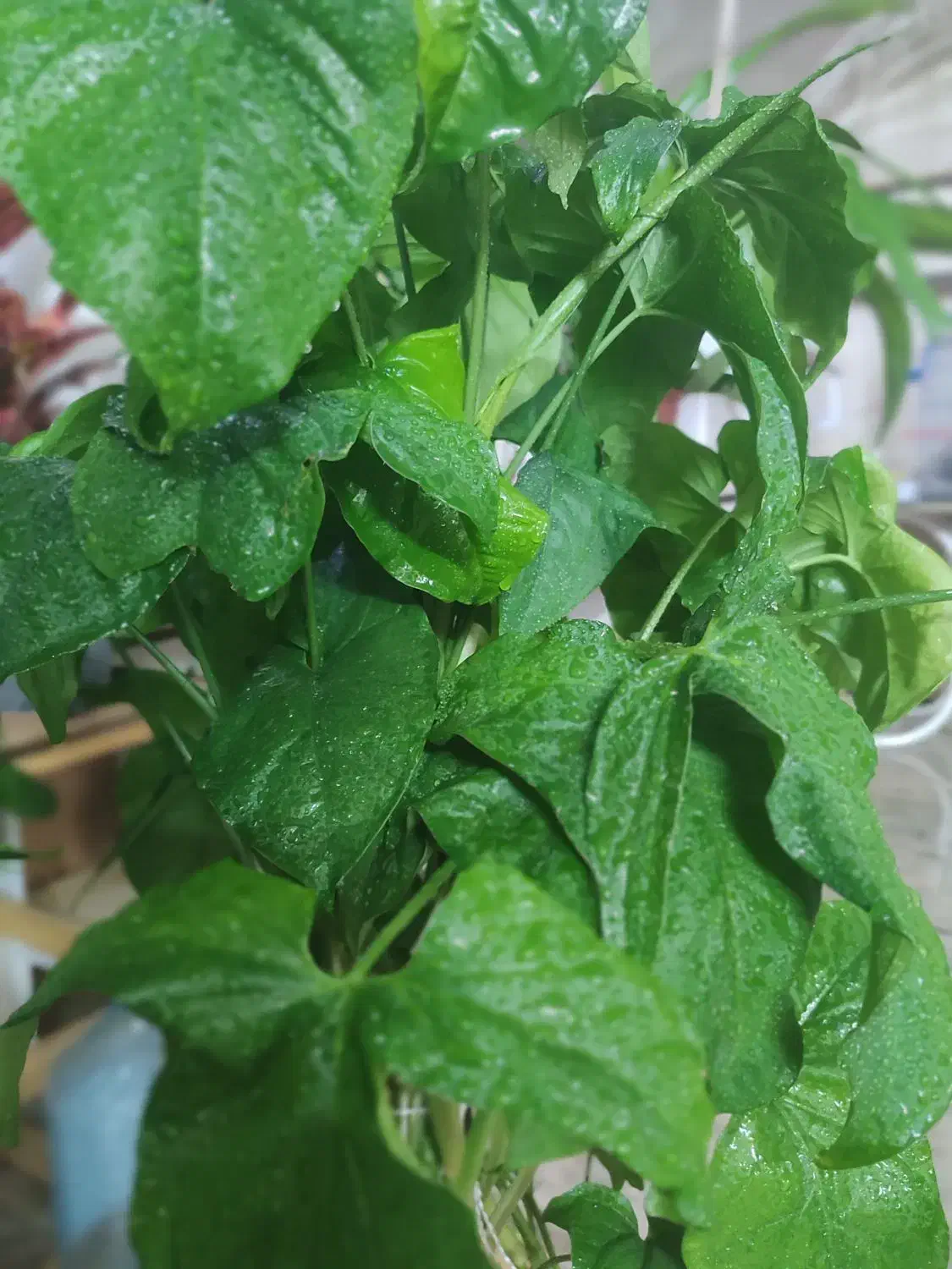 گل سیگنیوم|گل و گیاه طبیعی|اصفهان, شیخ اشراق|دیوار