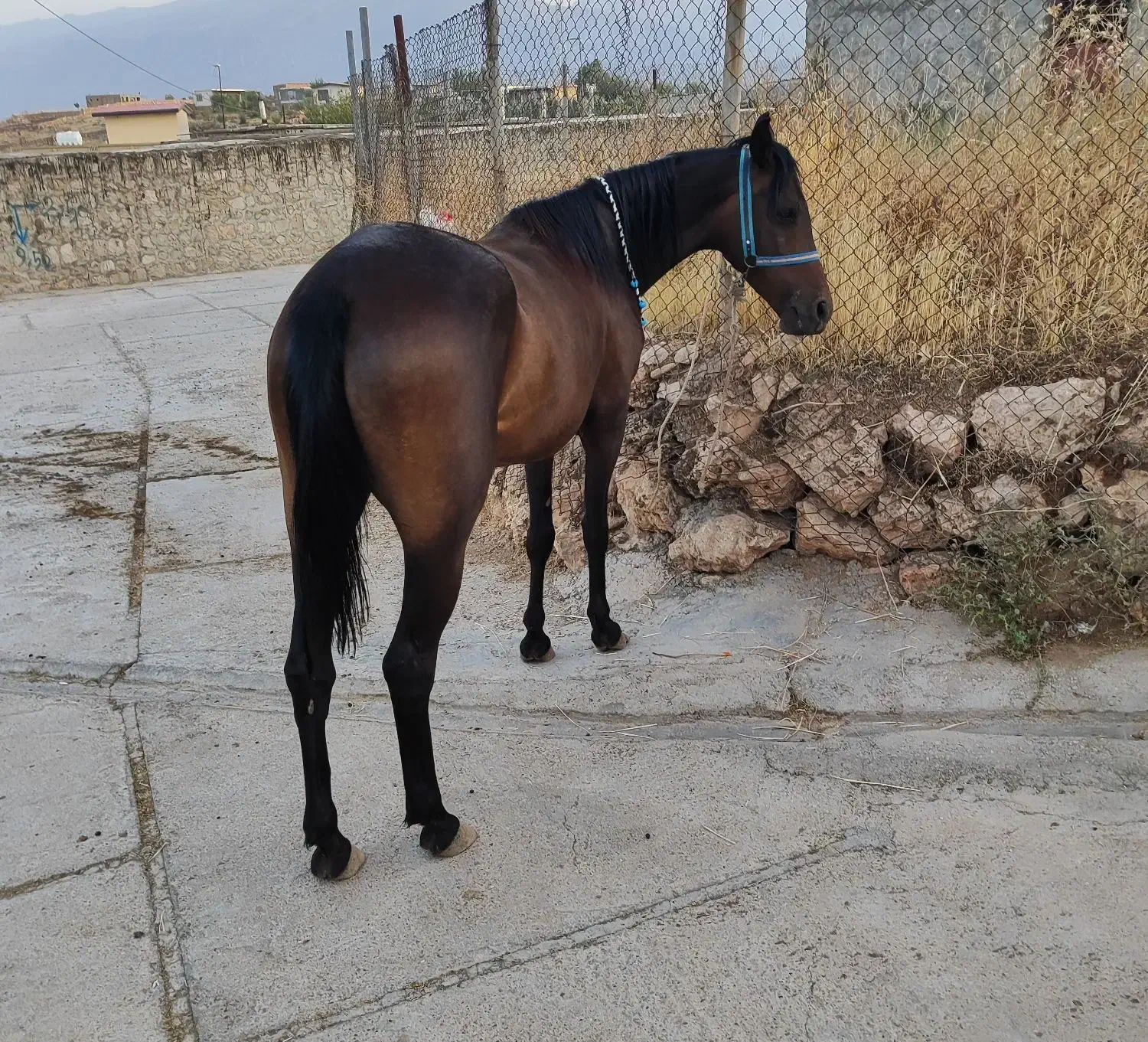 مادیان|اسب و تجهیزات اسبسواری|کارزان, |دیوار