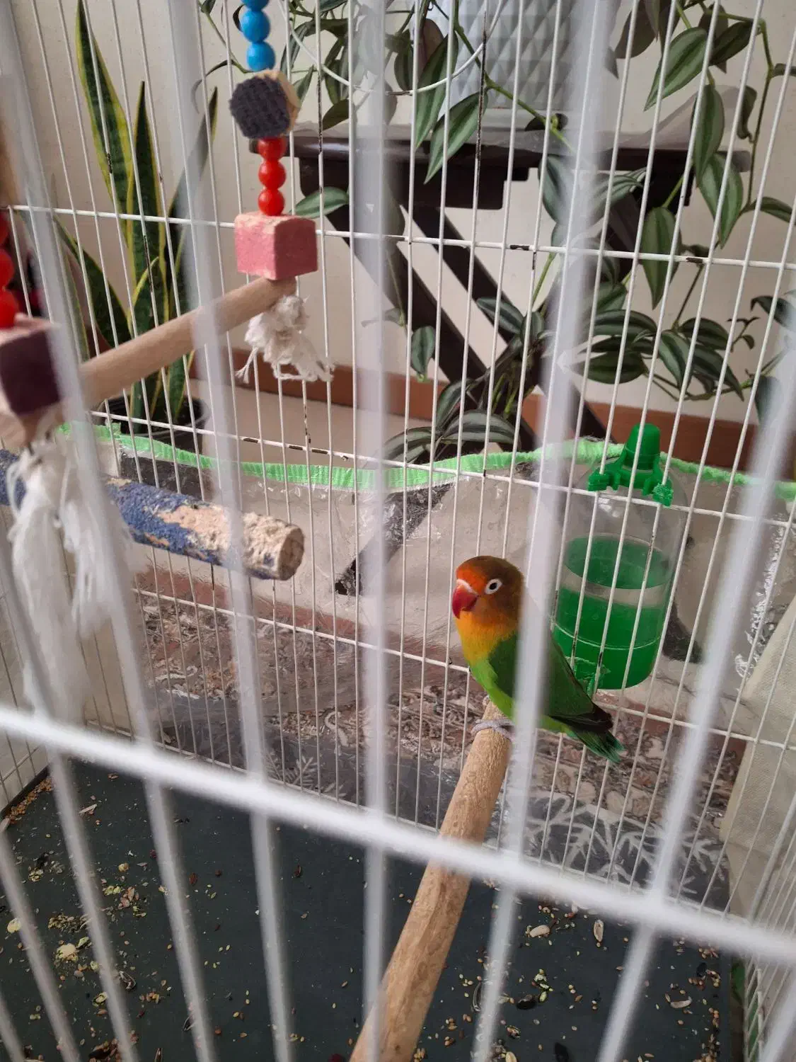 یک عدد طوطی برزیلی نر بالغ تقریبا یک ساله|پرنده|محمدیه-قزوین, |دیوار