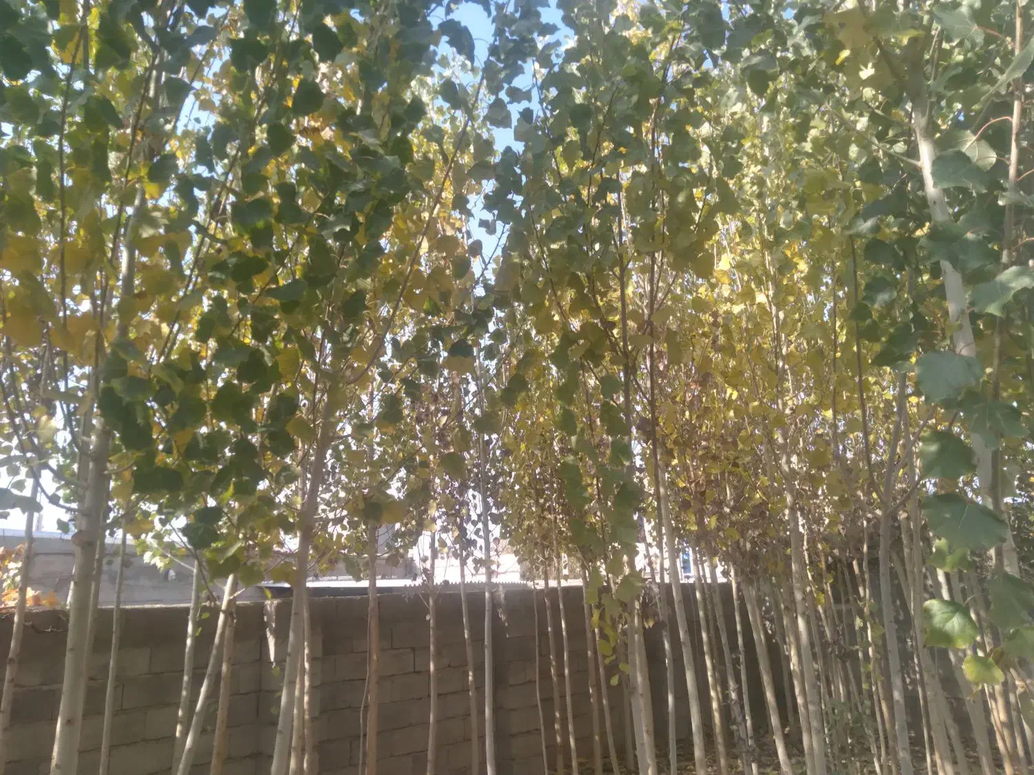 صنوبر فروشی|کلکسیون و سرگرمی|شاهین دژ, |دیوار